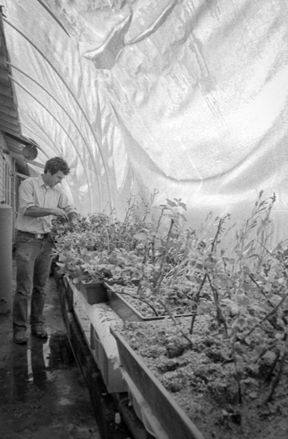 Bert Wilson in a greenhouse wehere cuttinhgs are grown at Las Pilitas nursery April 24, 1981.