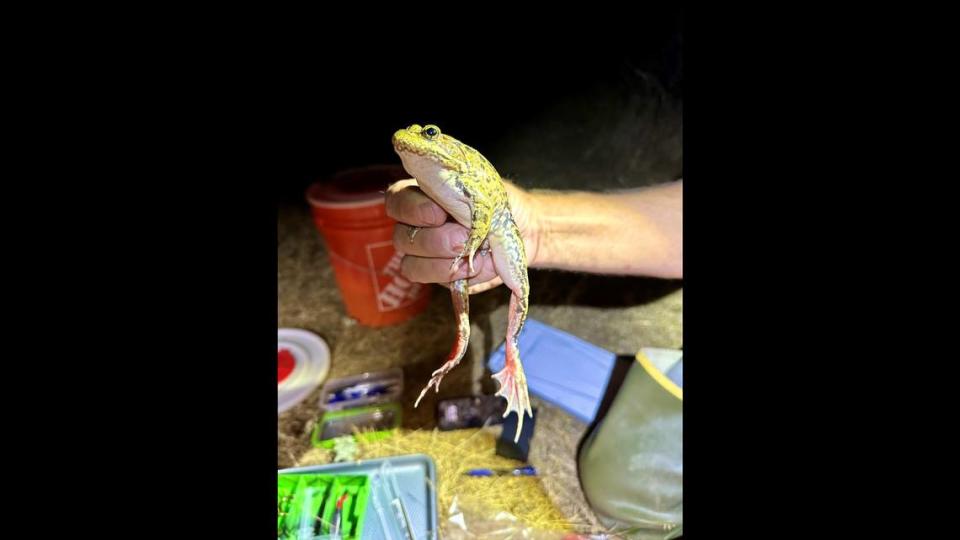 A federally Threatened California red-legged frog is weighed, measured and fitted with a tracking device as part of an endangered species conservation effort coordinated by the Land Trust of Napa County.