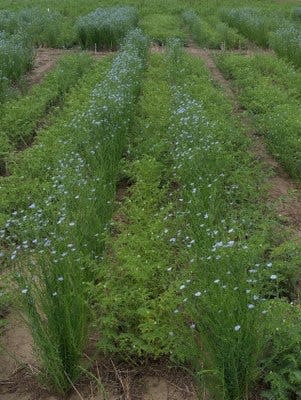 Chickpeas and flax are grown in alternating rows.