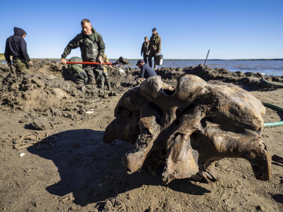 Scientists hope to retrieve the entire skeleton - a rare find that could help deepen the knowledge about mammoths that have died out around 10,000 years ago: AP