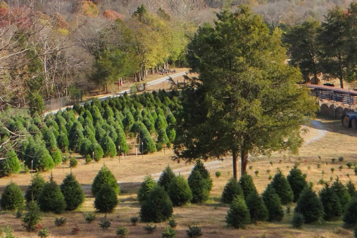 Wildwood Christmas Tree Farm: Woodbury, TN