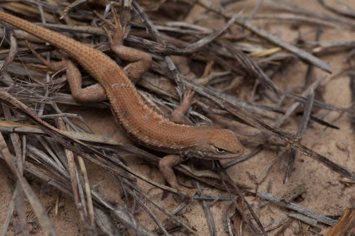 The dunes sagebrush lizard is a small, light brown phrynosomatid lizard.