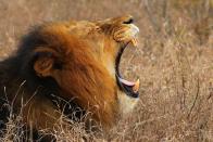 A lion yawns in Edeni Game Reserve near Kruger National Park in South Africa.