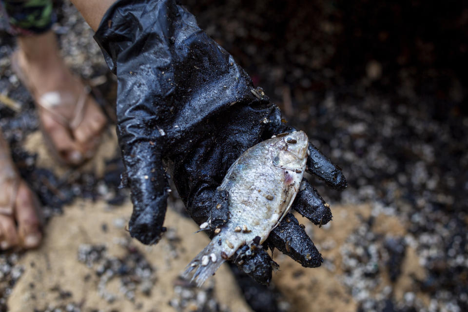 A woman holds a dead fish after she cleaned it from tar from an oil spill in the Mediterranean sea in Gador nature reserve near Hadera, Israel, Saturday, Feb. 20, 2021. Hundreds of volunteers are taking part in a cleanup operation of Israeli shoreline as investigations are underway to determine the cause of an oil spill that threatens the beach and wildlife, at Gador Nature Reserve near the northern city of Hadera, the tar smeared fish, turtles, and other sea creatures. (AP Photo/Ariel Schalit)