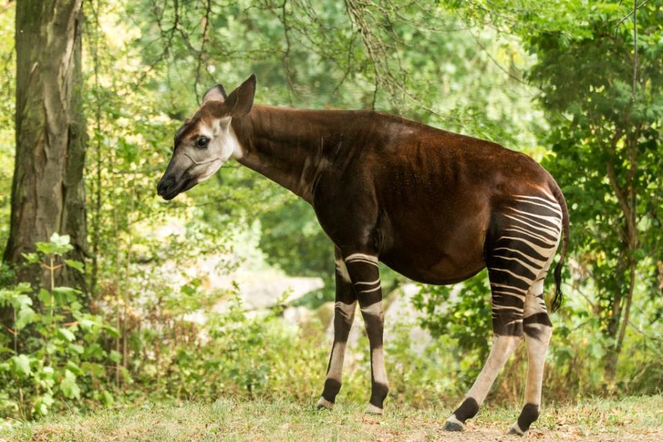 The Okapi, a mammal native to the region, will be further threatened by more industrial logging (Getty Images/iStockphoto)
