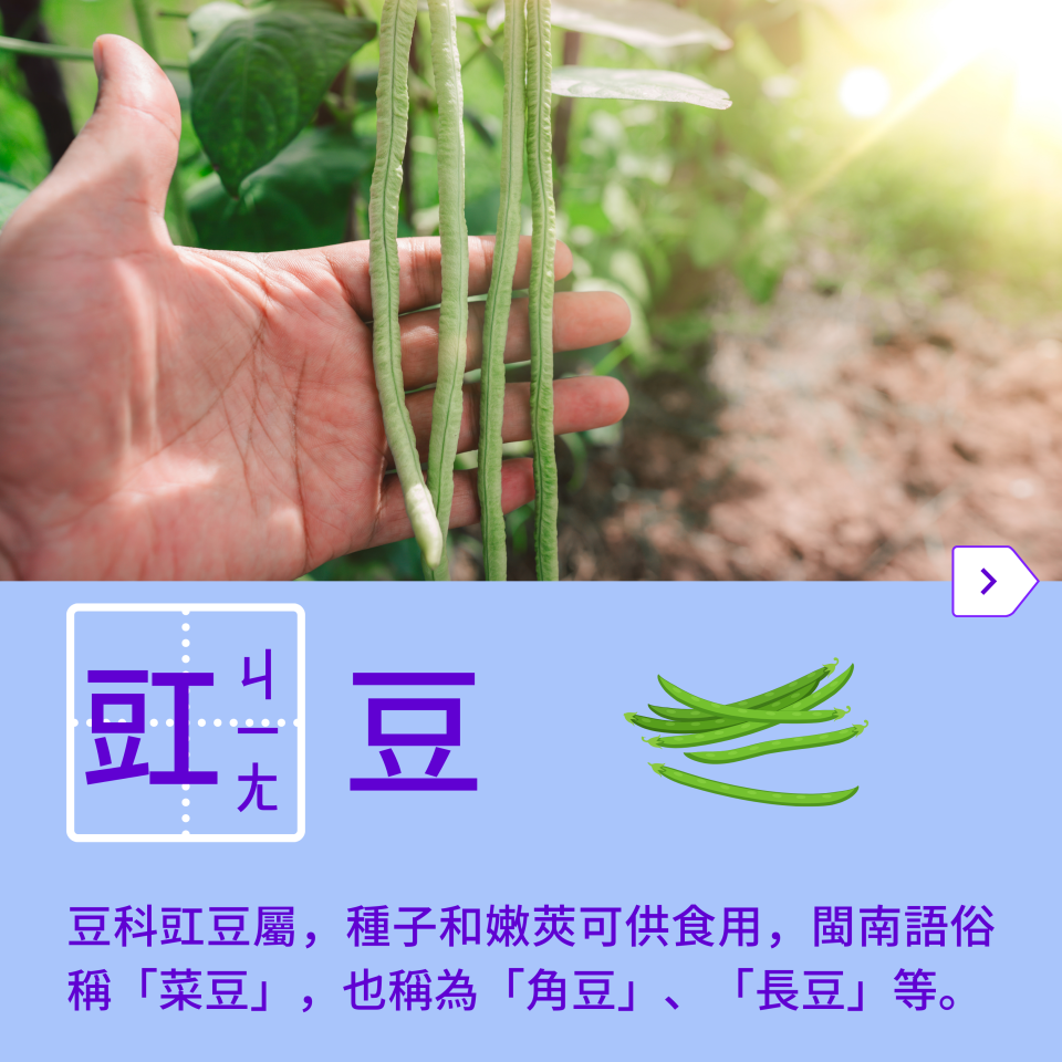 俗稱的「菜豆」，簡單清炒就非常香脆爽口，不過常常有民眾念不出它的名字，不是「ㄍㄨㄥ」，而是要念成「ㄐㄧㄤ」。