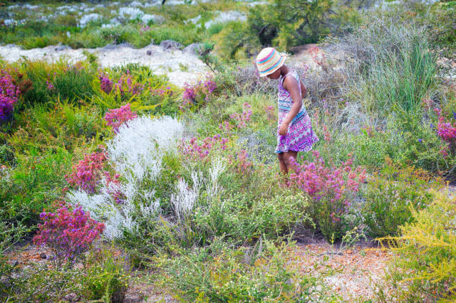 Girl walking through wildflowers, Jurien Bay, Western Australia