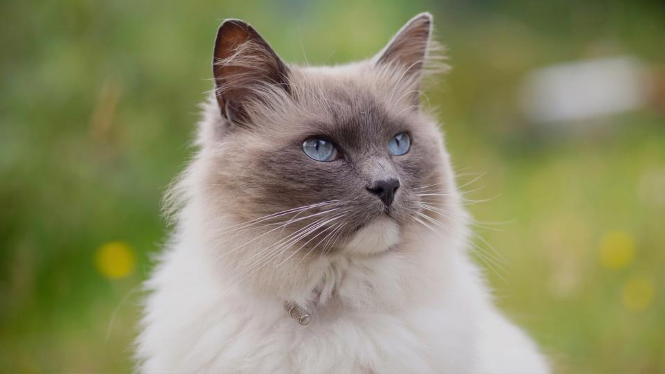 Ragdoll cat