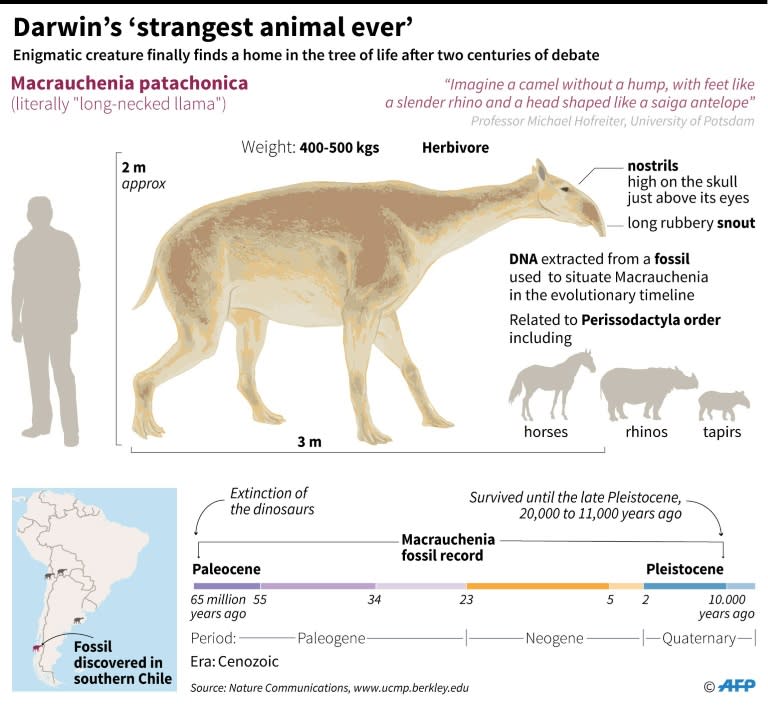 Factfile on Macrauchenia patachonica - literally the "long-necked llama"