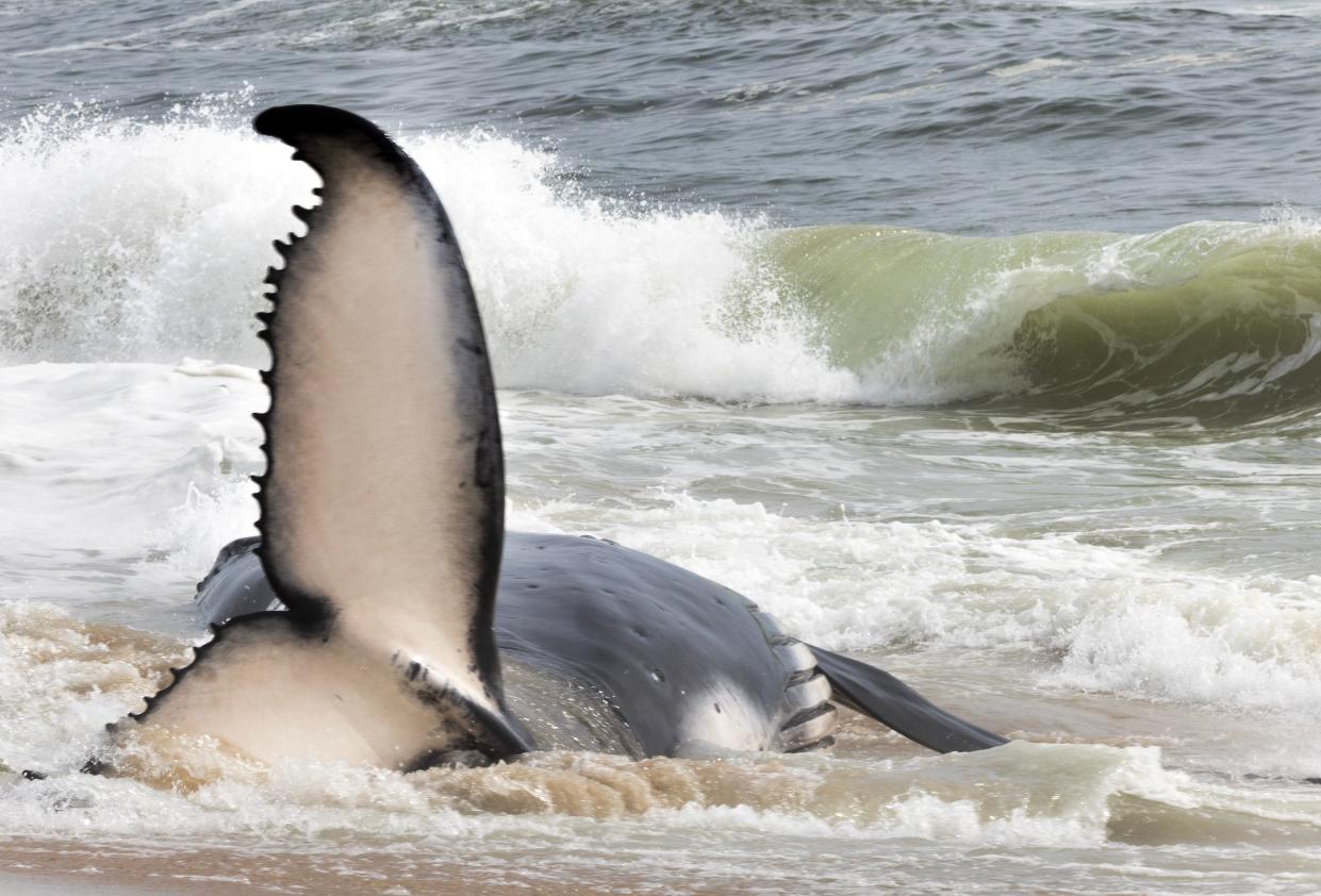 A dead Humpback Whale washed ashore at 51st Street Beach in Long Beach Township on April 11.