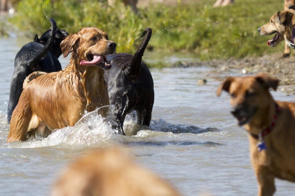 WAG! Fest is a great opportunity for pets to socialize and have a good time. It takes place Saturday in Prairie Oaks Metro Park.