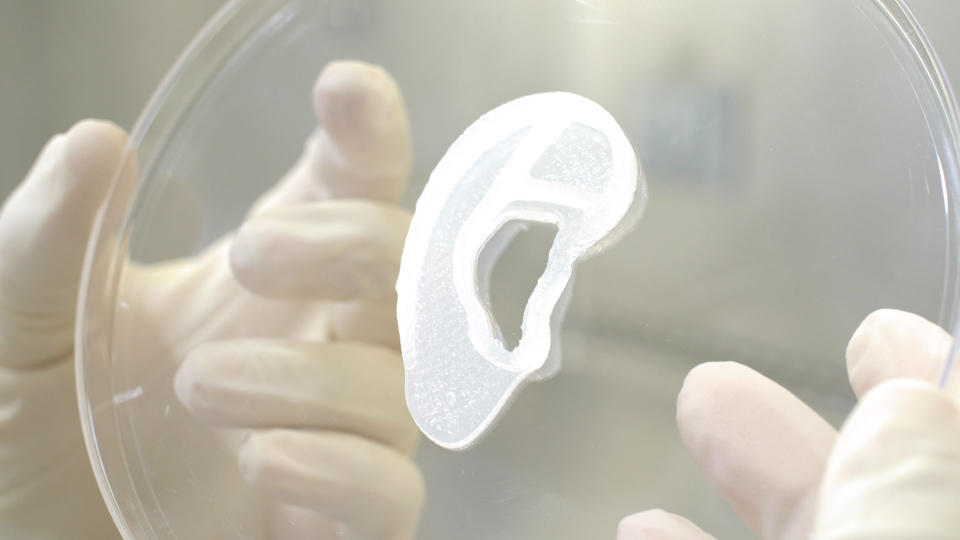 A collagen ear implant sample on display. (3DBio Therapeutics)