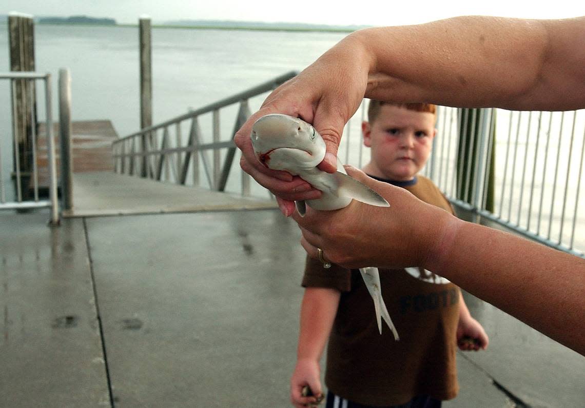 Matthew Moore, age 6, of Ripley, W.Va., eyes a baby sand shark caught by Bettie Caballe of Pittsburgh Wednesday afternoon at the C. C. Haigh, Jr. Landing on Pinckney Island. Moore and his family were searching the pier for shells, crabs and sharks teeth. Caballe let them get a close look at the shark before tossing it back.