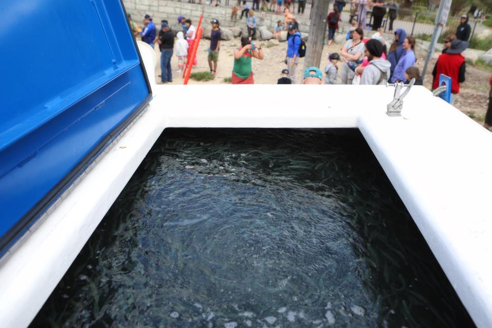 Salmon fry swim in a tank before being released into Slocan Lake in syilx Okanagan territory during a ceremonial release hosted by the Okanagan Nation Alliance on May 13, 2024. Photo by Aaron Hemens