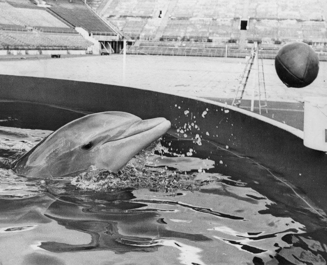 Flipper, the mascot of the Miami Dolphins, tosses a football from his tank just outside one of the end zones at the Orange Bowl in 1966.