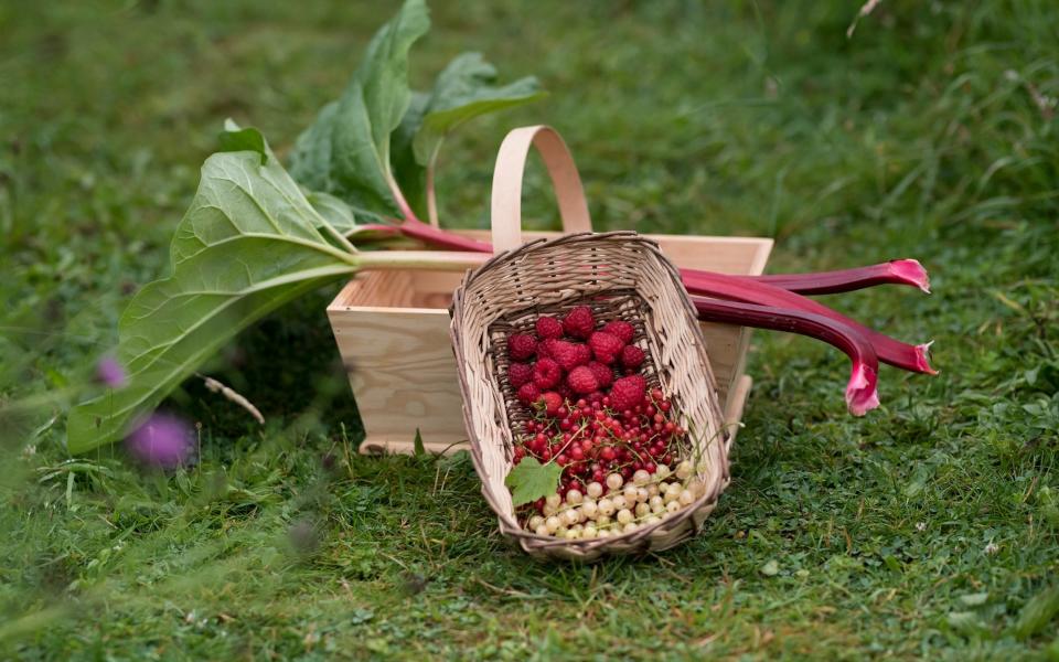 A bucket load: ensure a good harvest by planting leaving 5ft of space around each bush - Christopher Pledger