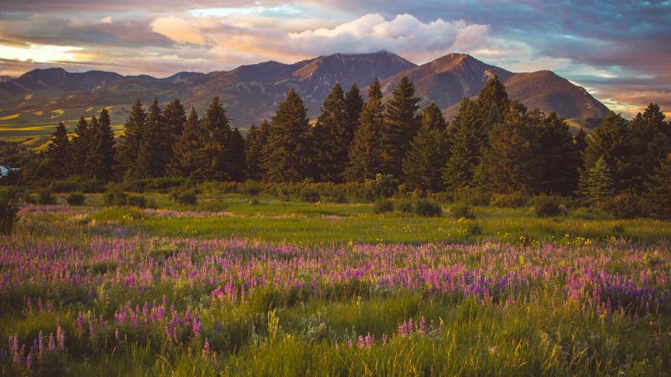 purple field