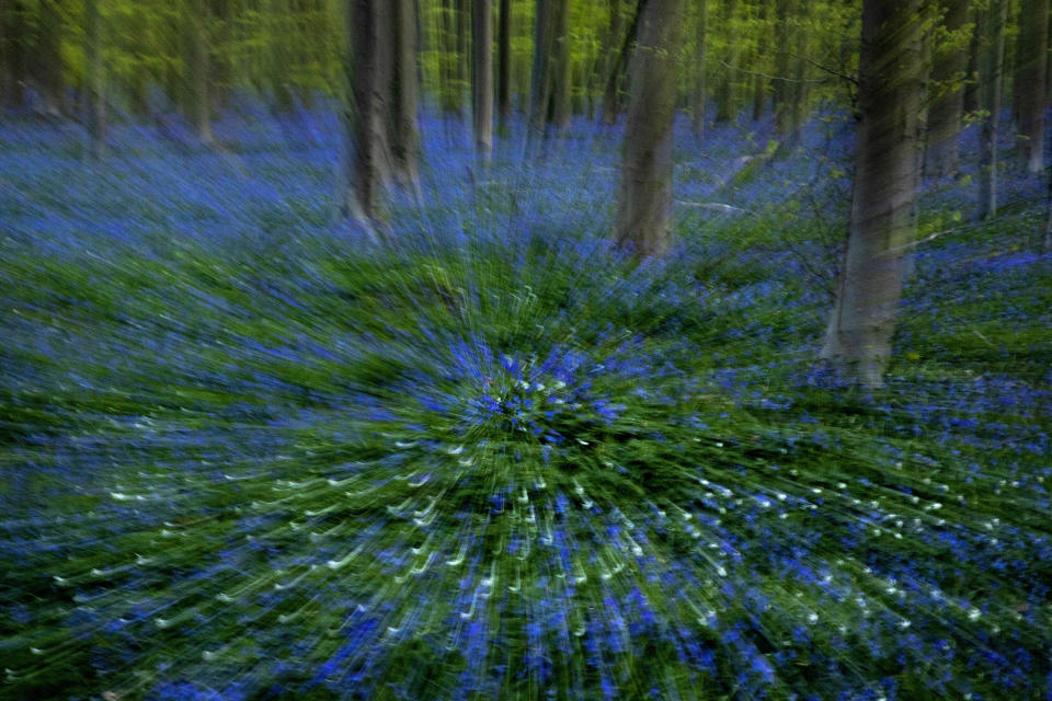 In this zoom effect with slow shutter speed, Bluebells, also known as wild Hyacinth, bloom in the Hallerbos forest in Halle, Belgium, on Thursday, April 16, 2020. Bluebells are particularly associated with ancient woodland where it can dominate the forest floor to produce carpets of violet–blue flowers. (AP Photo/Virginia Mayo)