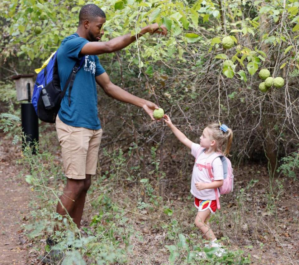 Cross Timbers Forest Preschool teacher Blake Cornish helps Evelyn retrieve a horse apple from a tree to study at the Bob Jones Nature Center and Preserve in Southlake on Friday, Sept. 22, 2023.