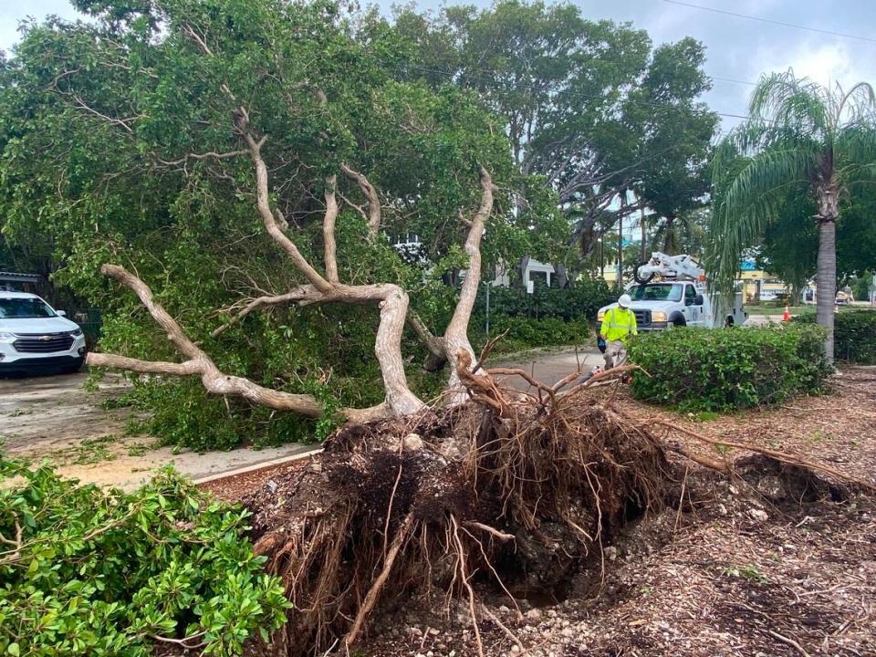 Un empleado de Obras Públicas del Condado Monroe trabaja en la limpieza de un árbol caído en Atlantic Boulevard, en Cayo Largo, el jueves 16 de noviembre de 2023.