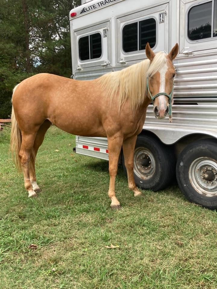 Evelyn, a 3-year-old palomino quarter horse, was last seen in the early hours of Jan. 15. The horse and her owners attended the Battle in the Saddle competition at the Agricenter Showplace Arena.