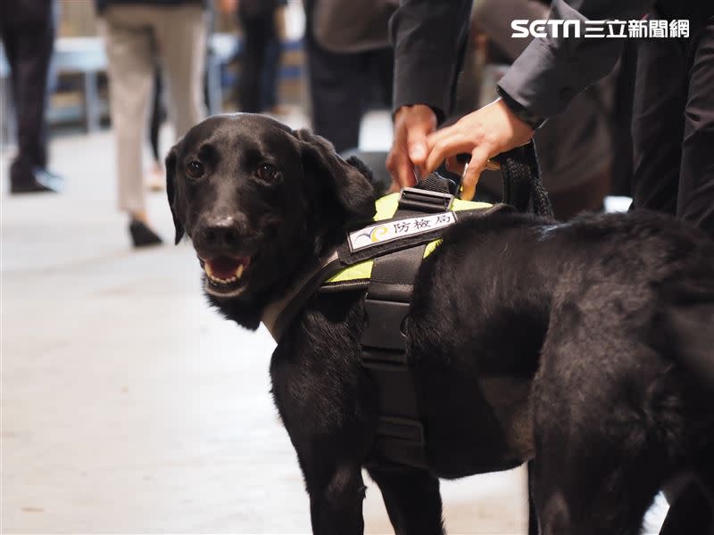  檢疫犬及人員執行包裹檢疫工作。（圖／記者陳政宇攝影）