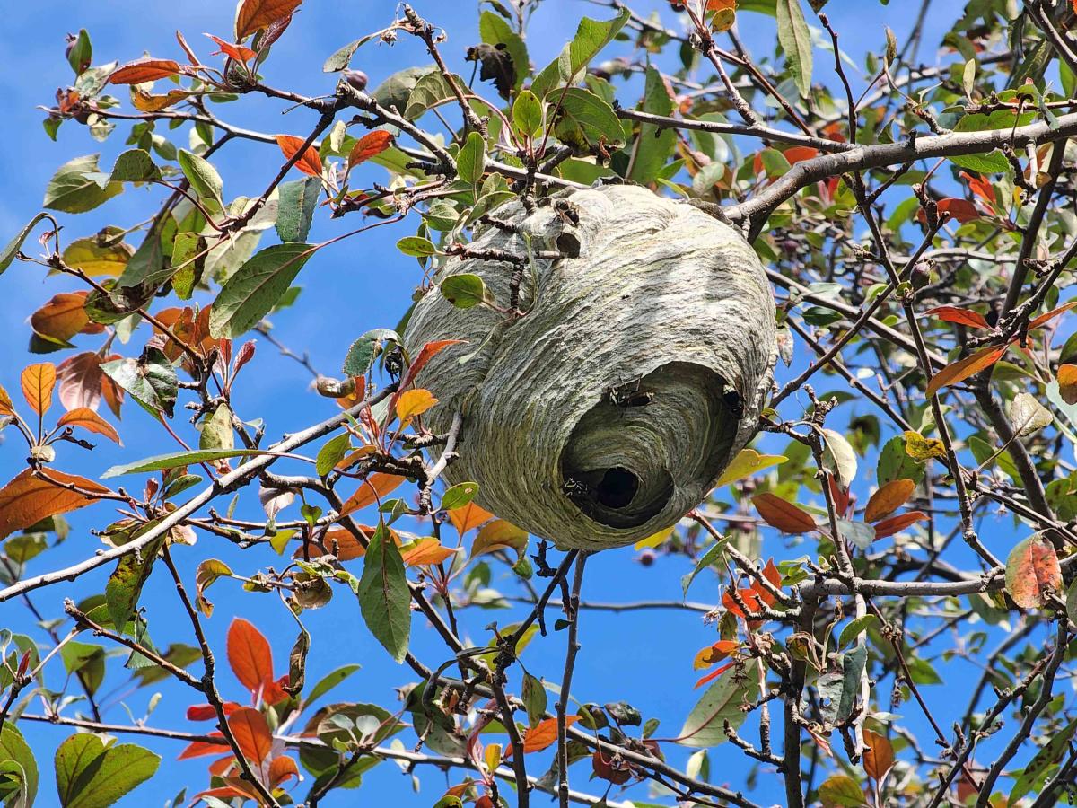 How to Get Rid of Houseplant Gnats - Leo's Pest Control - Pest Control &  Extermination Services