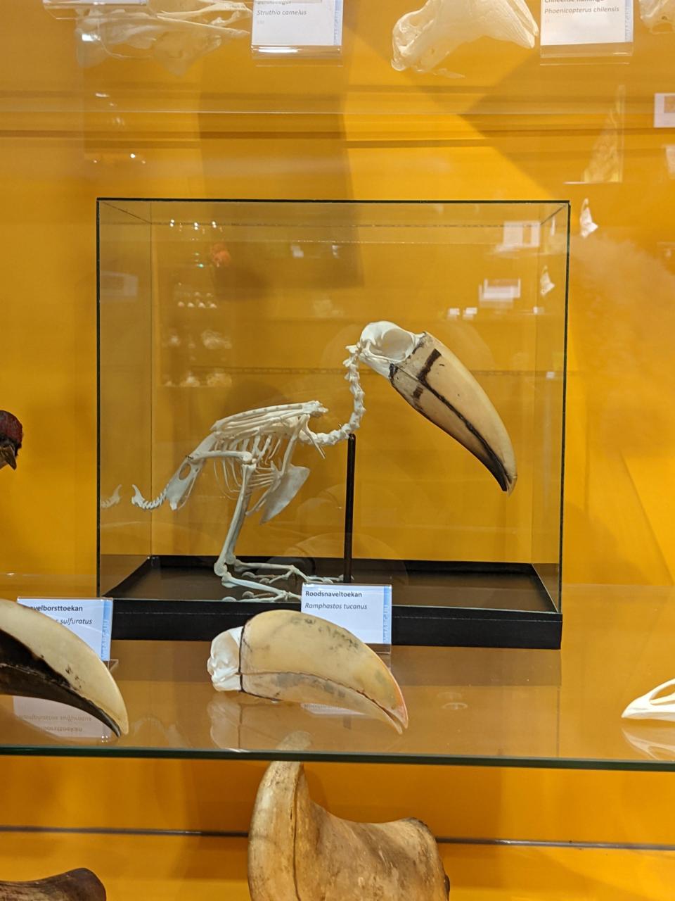 A bird skeleton with a huge bill behind glass