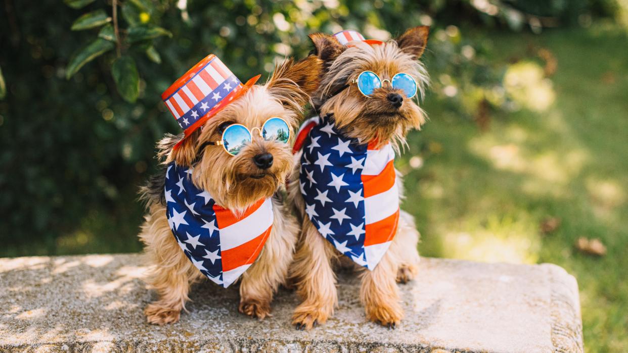  Two dogs dressed in patriotic clothing celebrating 4th of July. 