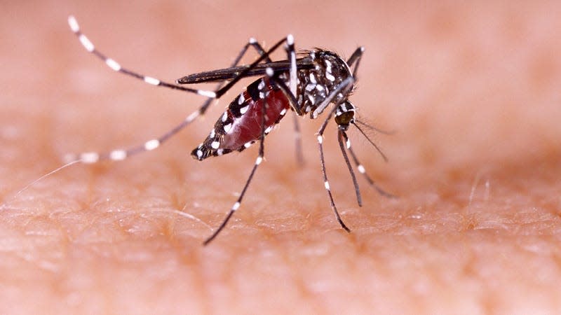 A bloodsucking Aedes aegypti mosquito, one of the species that can spread Zika virus. - Image: Tacio Philip Sansonovski (Shutterstock)