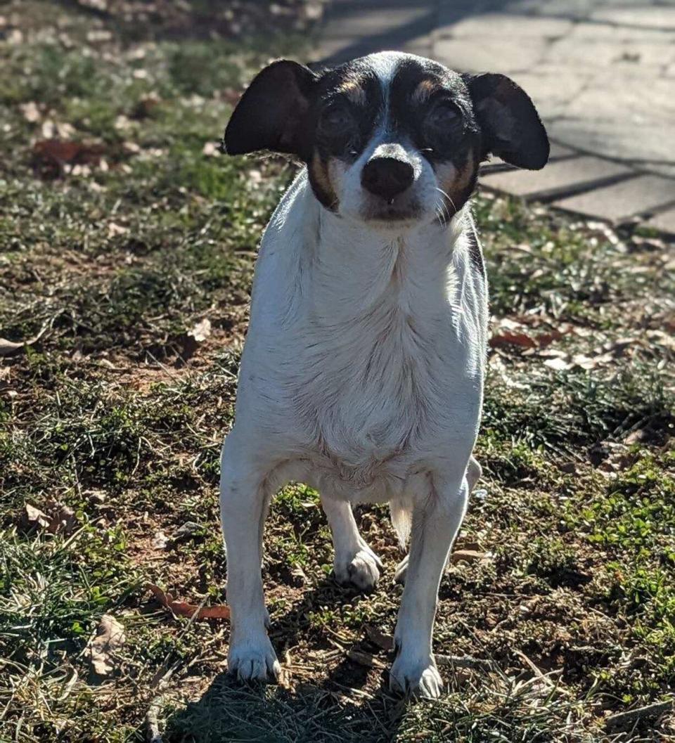 Paralyzed Dog Gaining Mobility in New Home