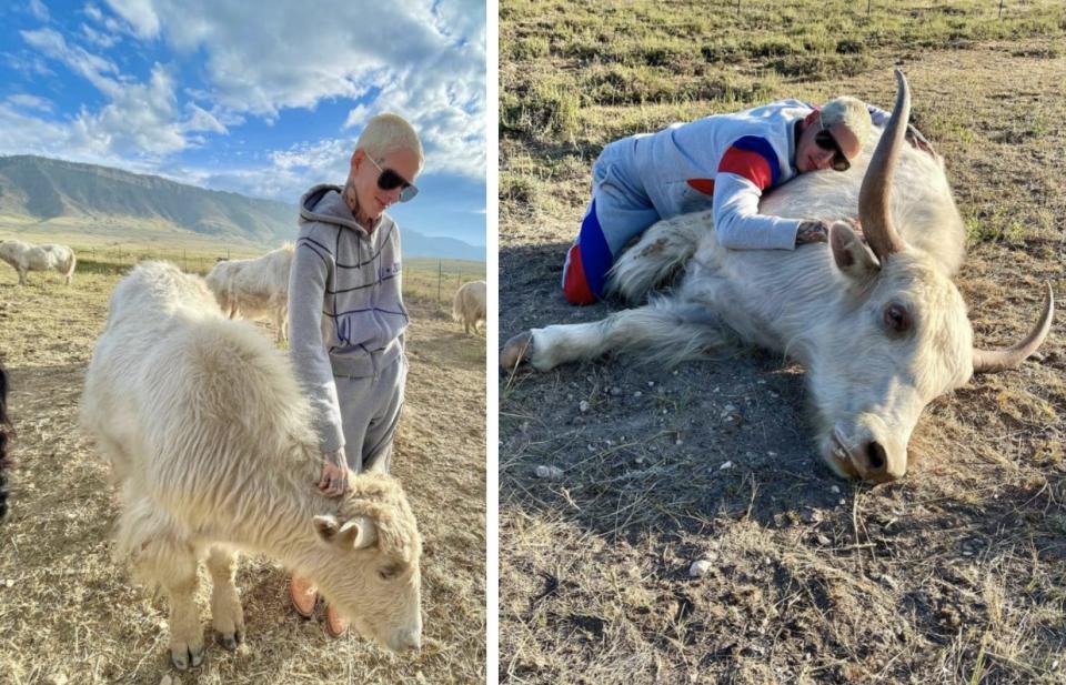 Star says he has over 500 acres of land and more than 40 yaks in his Wyoming-based herd.