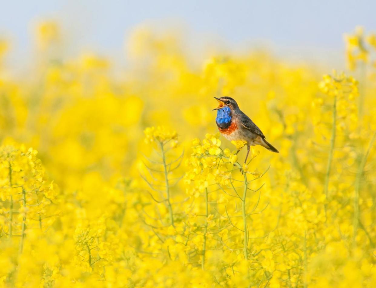 Vocal learning in birds is a lot like how people learn language. <a href="https://www.shutterstock.com/image-photo/bluethroat-chirping-rape-field-603269993" rel="nofollow noopener" target="_blank" data-ylk="slk:Alexandra Giese/Shutterstock.com;elm:context_link;itc:0;sec:content-canvas" class="link ">Alexandra Giese/Shutterstock.com</a>