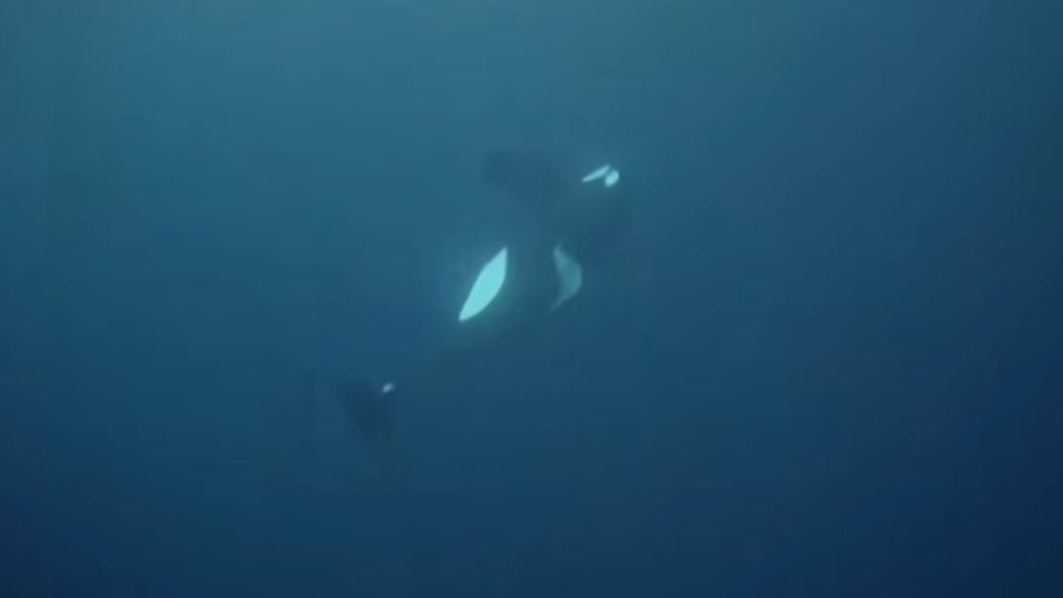 Dying orca’s final moments after ‘desperate’ effort to stay afloat captured in 1st of its kind footage