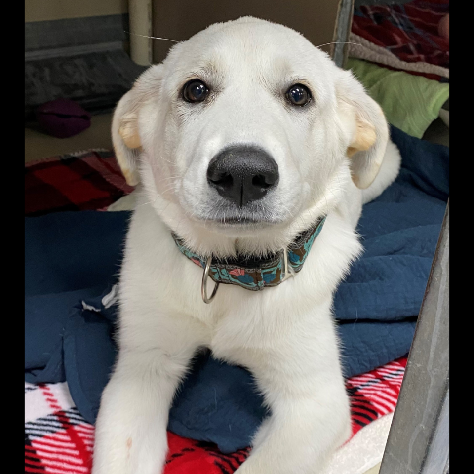 Q-Tip the puppy from Austin Humane Society.