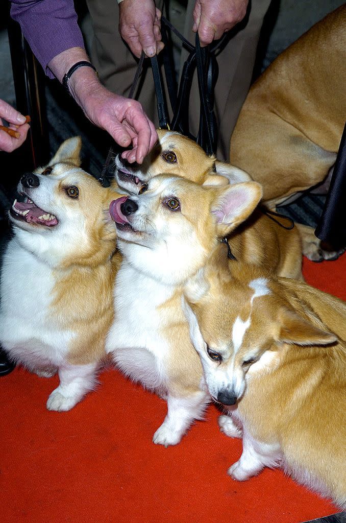 The Corgis in 'The Queen'