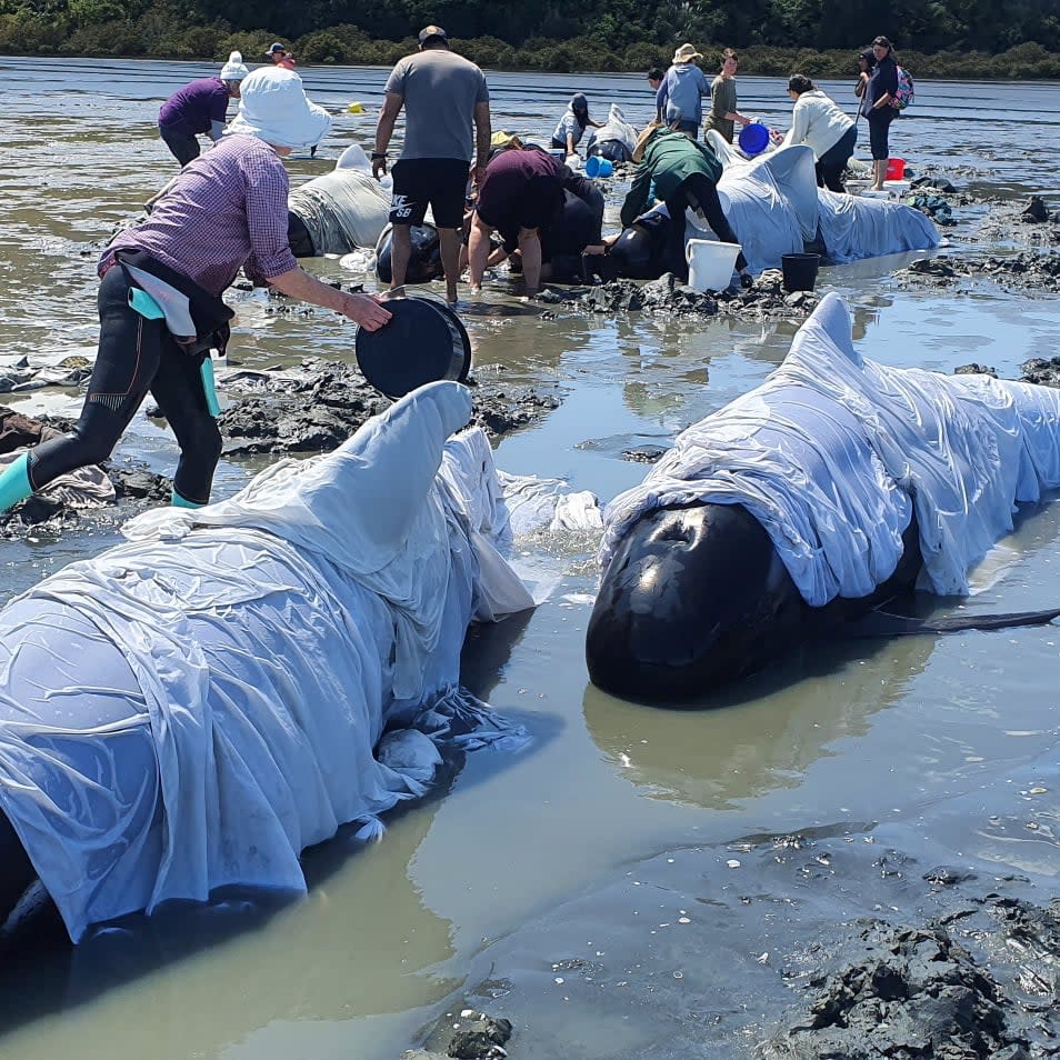 The pod of pilot whales were stranded on the North Island’s Coromandel Peninsula  (via REUTERS)