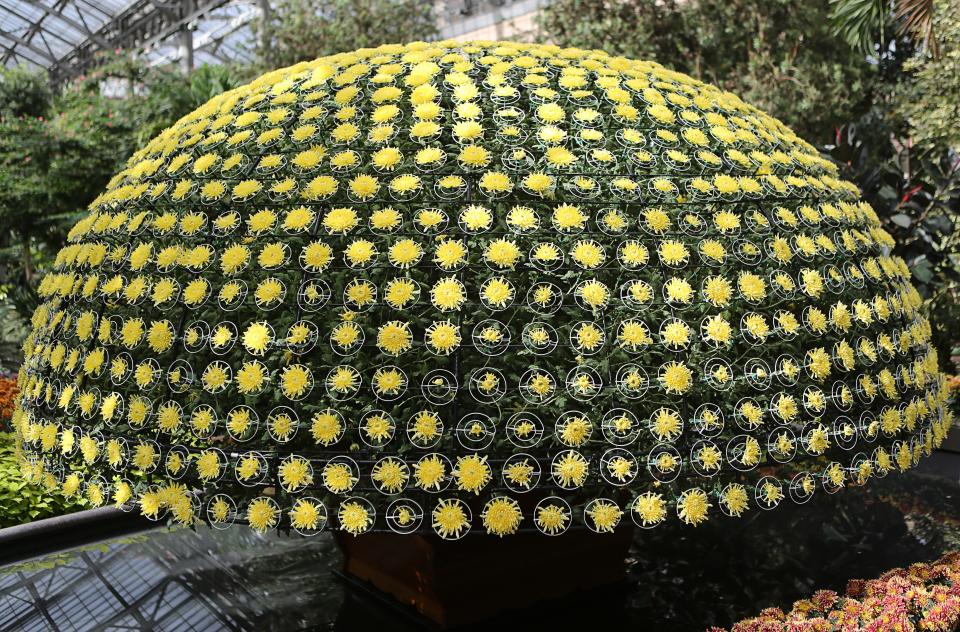 A display of chrysanthemums in the East Conservatory of Longwood Gardens in Kennett Square, Pa. Officials say it took over a year to cultivate and grow this one feature.