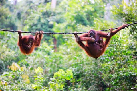 Explore Malaysian Borneo - Credit: GETTY