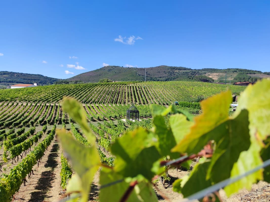 Quinta do Portal, located in the Pinhão area of the Douro Valley.<p>Courtesy of The Fladgate Partnership</p>