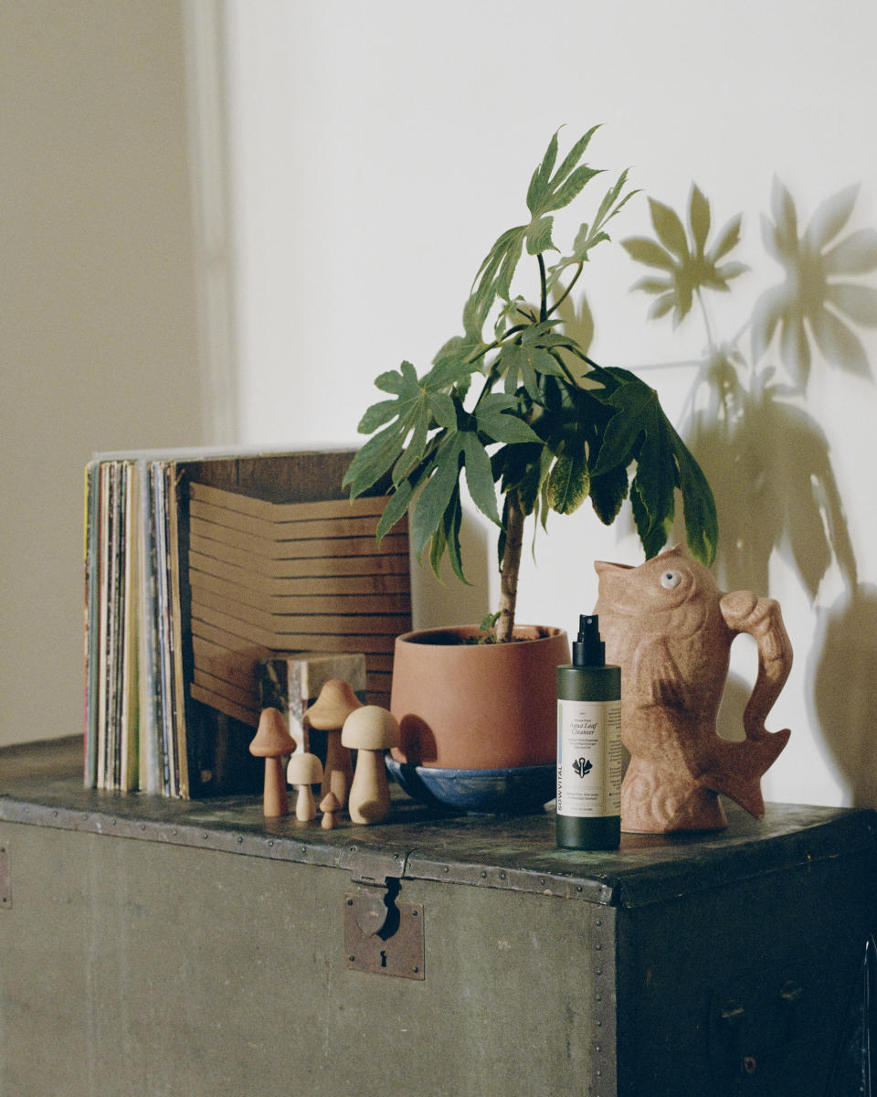 A shelf decorated with houseplants and plant care products in bottles