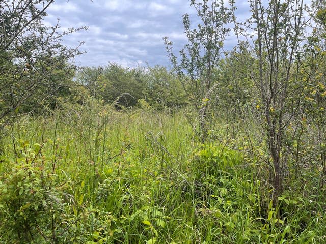 Scrubland, including tall grasses, hedges and trees