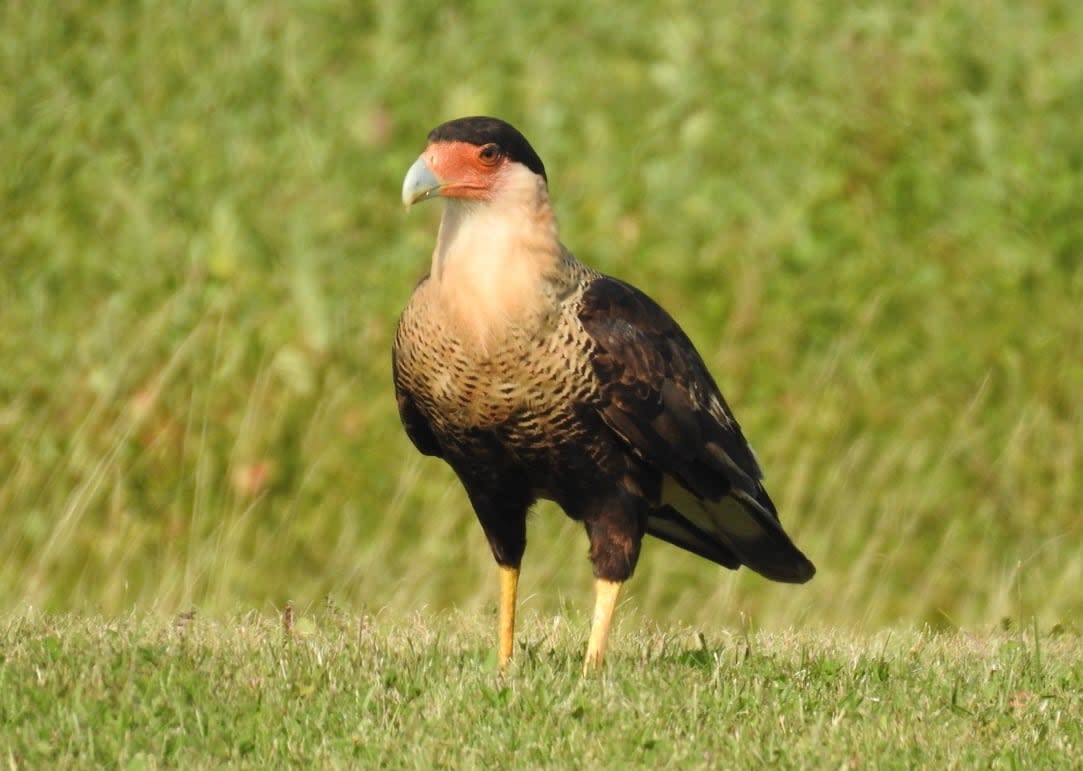 This crested caracara has been on P.E.I. since at least mid-July. (Cindy Esau - image credit)