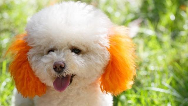 The problem with pet hair dye - OneKind Planet Blog