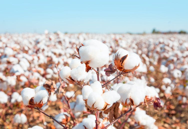 A close-up image of a cotton boll within a large cotton field.