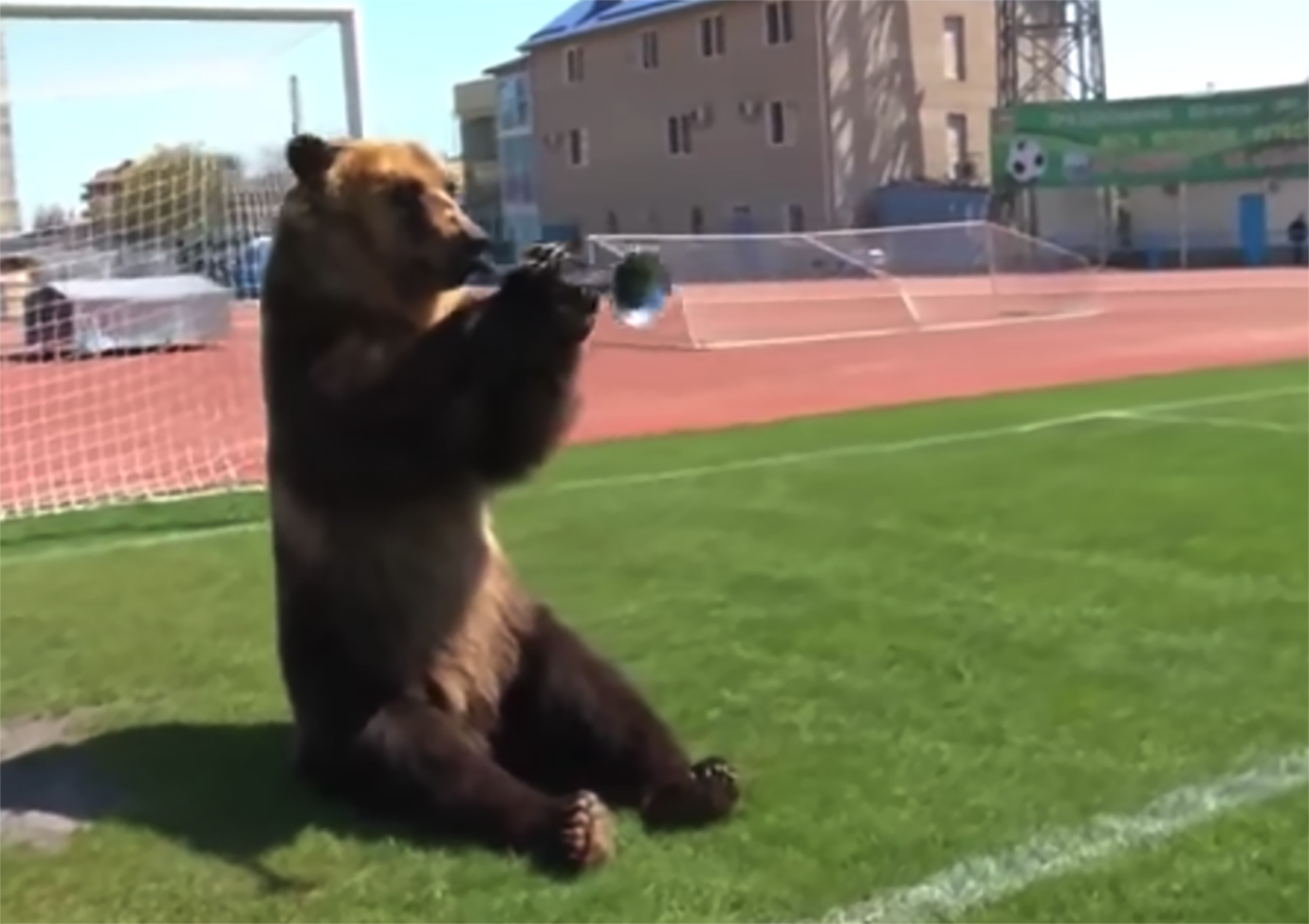 A bear was seen playing the vuvuzela in the back of a jeep in Russia on Thursday following the country’s win to open the World Cup. (Youtube)