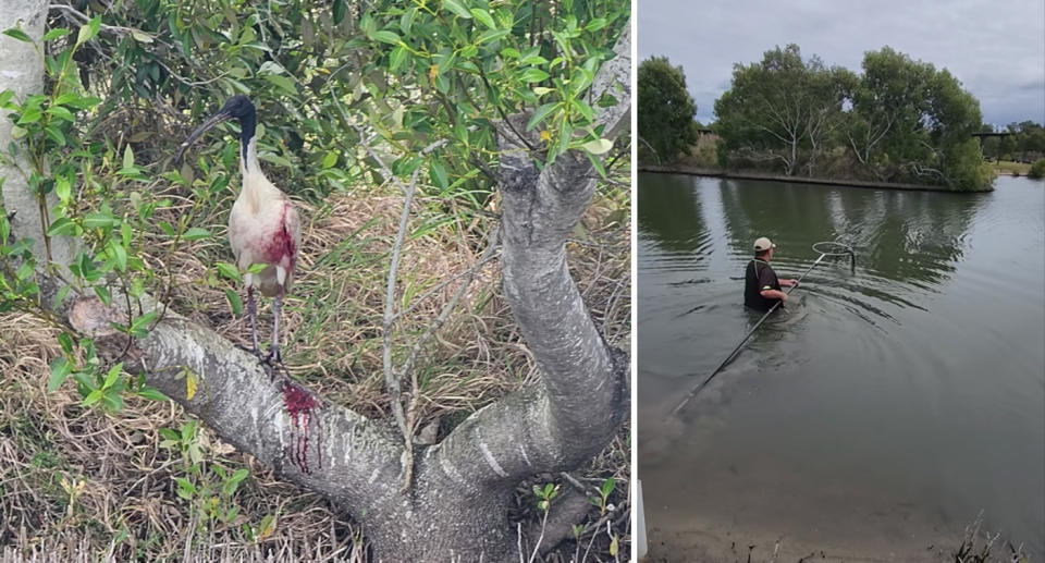 Left, the bleeding ibis can be seen on the tree. Right, the wildlife rescuer walks into the water holding a large net. 
