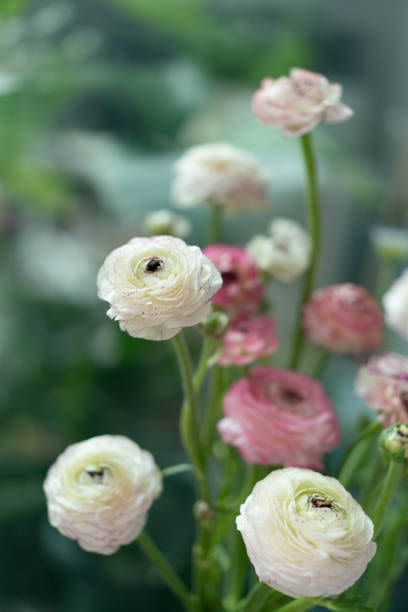 ranunculus blooms in white and pink