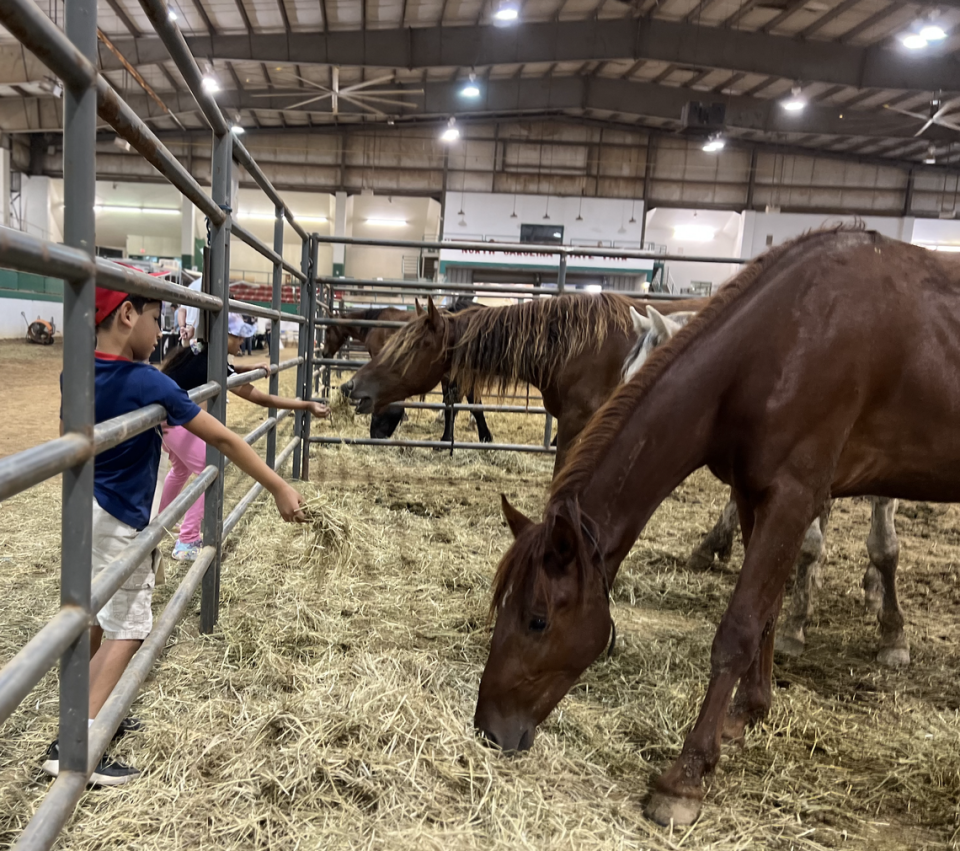 Attendees feed horses straw at the “Wild Horse and Burro” adoption event in the Governor James B. Hunt, Jr. Horse Complex, west of downtown Raleigh, on Saturday, Aug. 19.