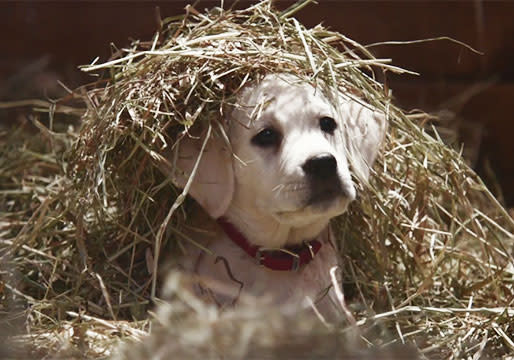 Budweiser's 'Lost Dog' Super Bowl Ad Reunites the Puppy and Horse in 2015